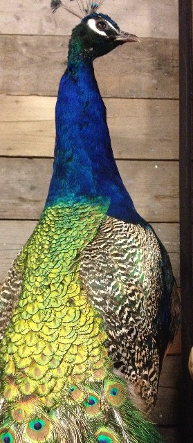 Imposing stuffed peacock