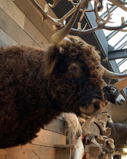 imposing-taxidermy-head-of-a-scottish-highland-bull-1532801-en-max