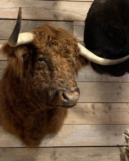 imposing-taxidermy-head-of-a-scottish-highland-bull-1532809-en-max