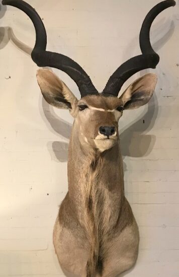 impressive-kudu-head-914565-en-max