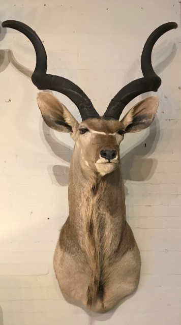 Beeindruckender Kudu Kopf