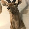 Beeindruckender Kudu Kopf