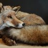Impressive mounted fox