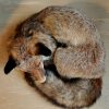Special taxidermy fox