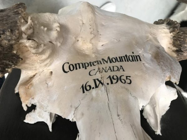 Imposant abnorm gewei van een Canadese eland