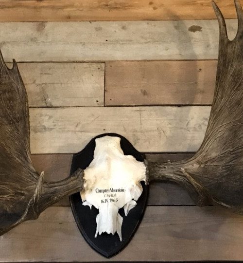 Impressive pair of abnorm antlers of a Canadian moose