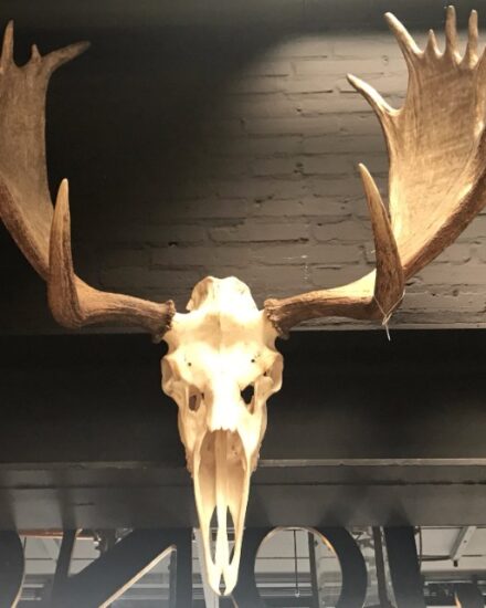 impressive-pair-of-antlers-of-a-canadian-moose-821760-en-max