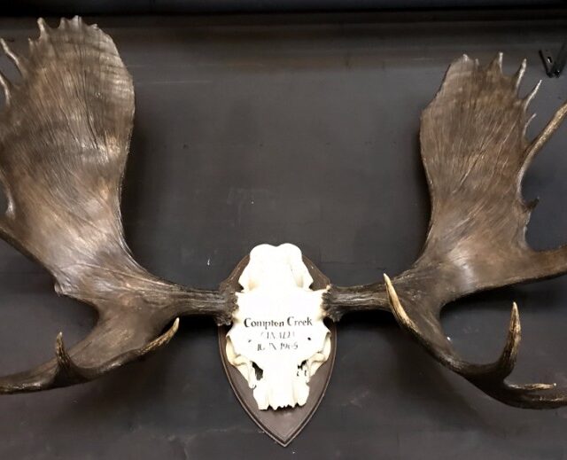 impressive-pair-of-antlers-of-a-canadian-moose-828003-en-max