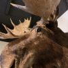 Imposante opgezette kop van een Canadese eland