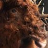 Imposante opgezette kop van een Schotse Hooglander stier