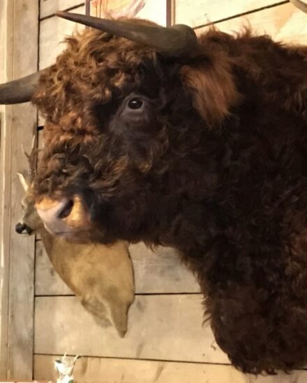 impressively-taxidermy-head-of-a-scottish-highlander-bull-830285-en-max