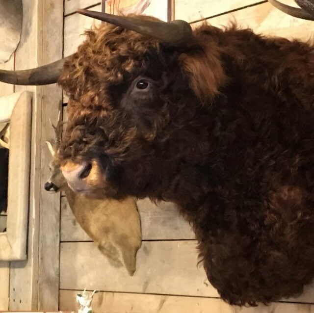 impressively-taxidermy-head-of-a-scottish-highlander-bull-830285-en-max