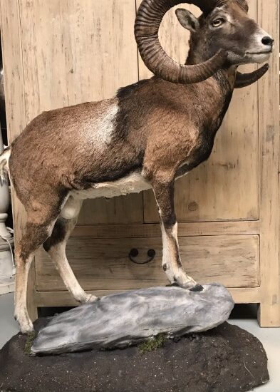 impressively-taxidermy-moeflon-ram-846706-en-max