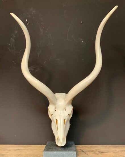 kudu-skull-on-base-125-2054786-en-max