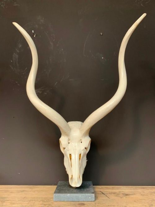 Kudu skull on base. € 125,-