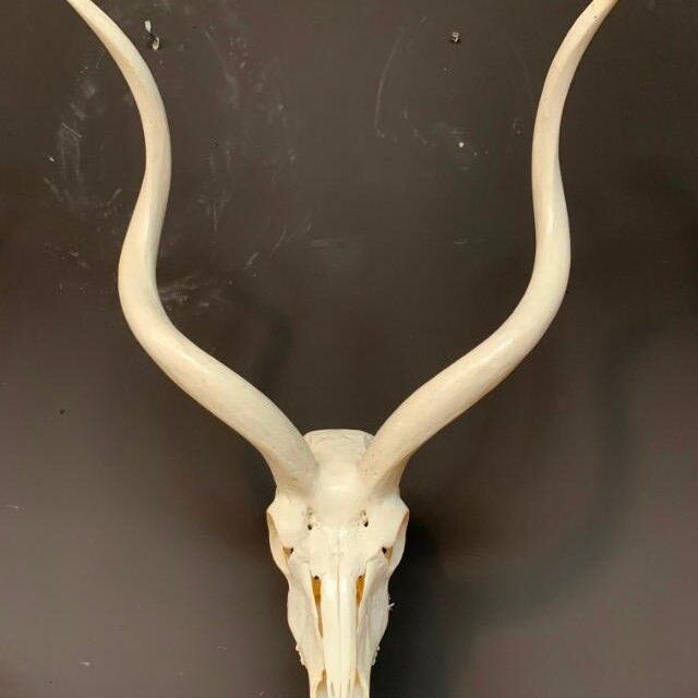 kudu-skull-on-base-125-2054786-en-max