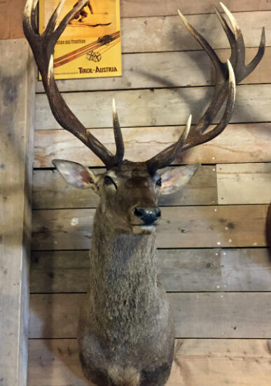 large-and-impressive-trophy-head-of-a-red-stag-586719-en-max