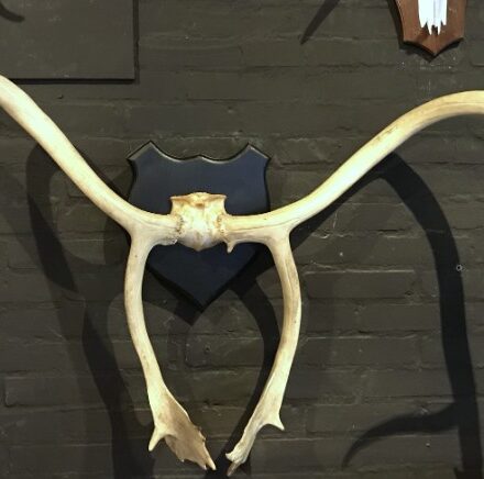 large-and-roughly-shaped-antler-of-a-caribou-984480-en-max