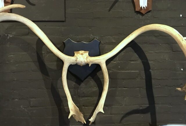 large-and-roughly-shaped-antler-of-a-caribou-984480-en-max