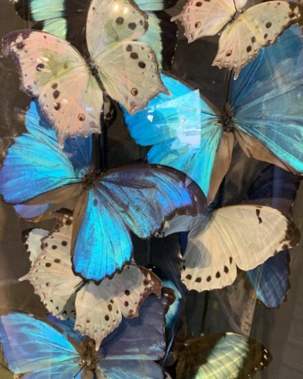 large-antique-bell-jar-filled-with-blue-and-white-butterflies-2053809-en-max