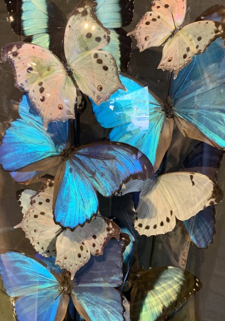 Grote antieke stolp rijkelijk gevuld met blauwe en witte morpho vlinders