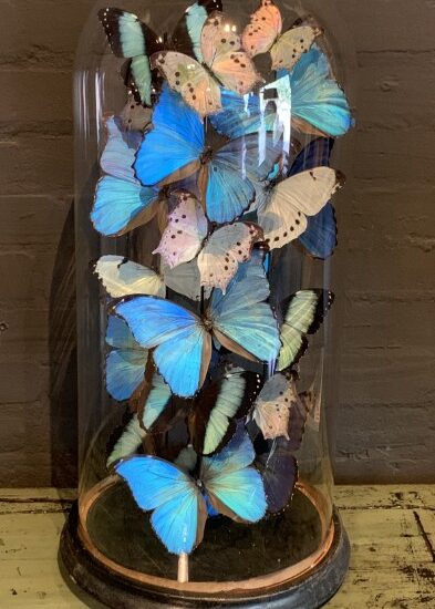 large-antique-bell-jar-filled-with-blue-and-white-butterflies-2053813-en-max