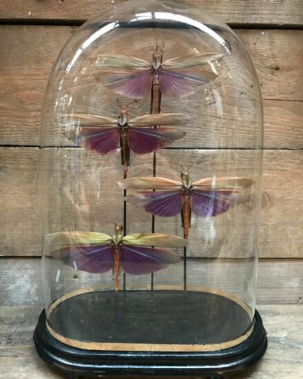 large-antique-dome-with-4-large-grasshoppers-738317-en-max