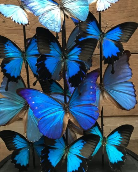 large-antique-glass-dome-very-richly-filled-with-beautiful-blue-morpho-butterflies-861258-en-max