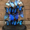 Large antique glass dome very richly filled with beautiful blue Morpho butterflies