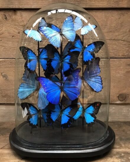 large-antique-glass-dome-very-richly-filled-with-beautiful-blue-morpho-butterflies-861260-en-max-rotated-e1594292565876