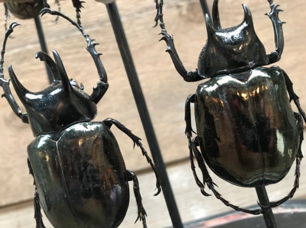 Großes antikes ovales Glas gefüllt mit schönen Käfern