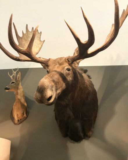 large-beautiful-trophy-head-of-a-canadian-moose-927509-en-max