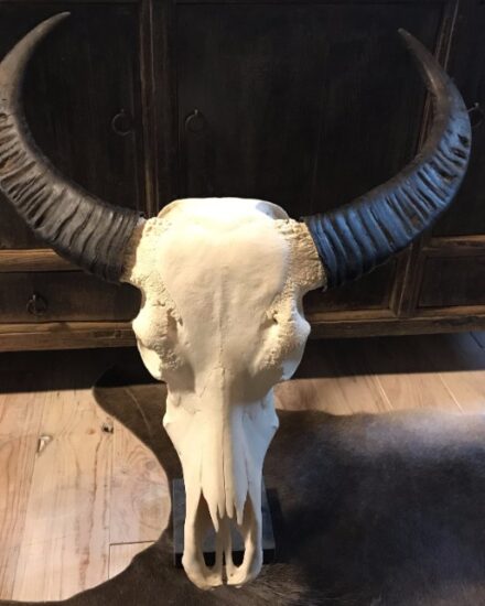 large-bleached-water-buffalo-skull-on-a-belgian-hard-stone-pedestal-816974-en-max