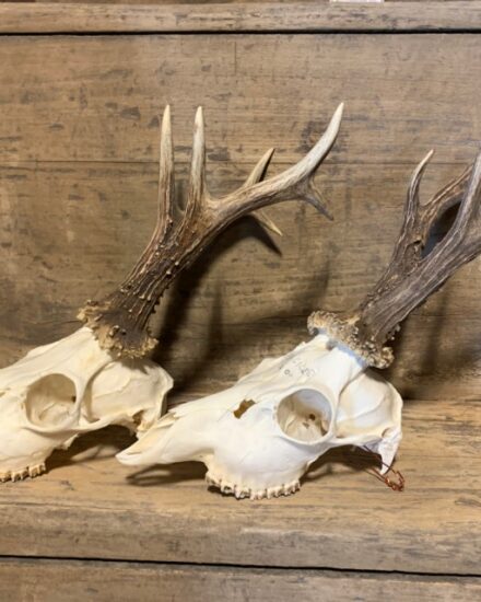 large-collection-of-capital-roe-buck-antlers-with-whole-skull-2341195-en-max