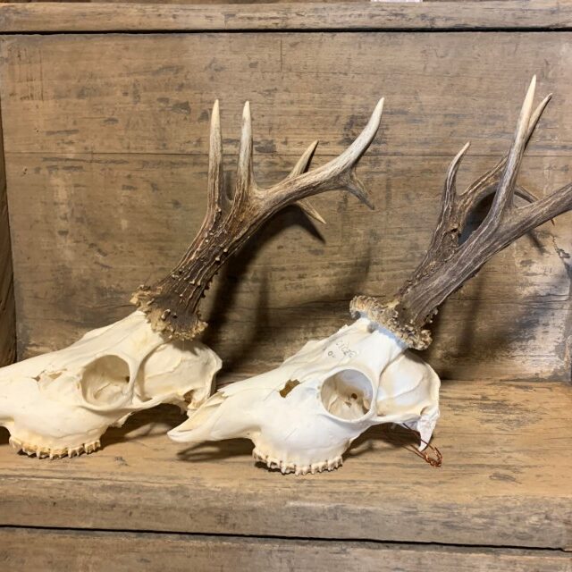 large-collection-of-capital-roe-buck-antlers-with-whole-skull-2341195-en-max