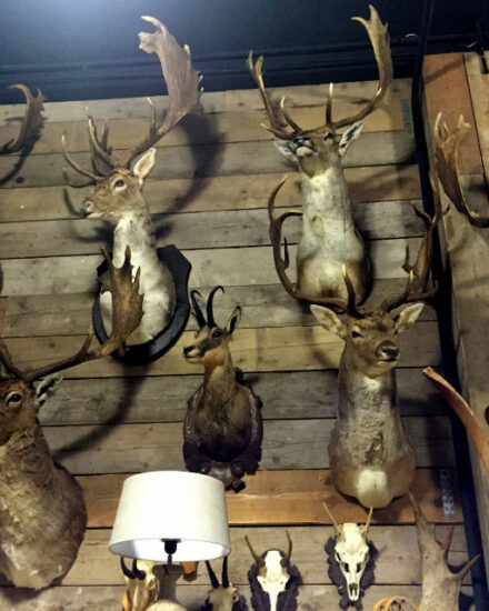 large-collection-of-stuffed-deer-heads-393246-en-max