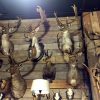 Large collection of stuffed deer heads
