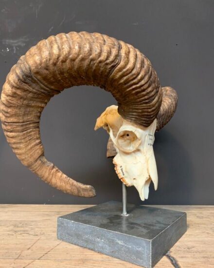 large-mouflon-skull-on-base-2054780-en-max