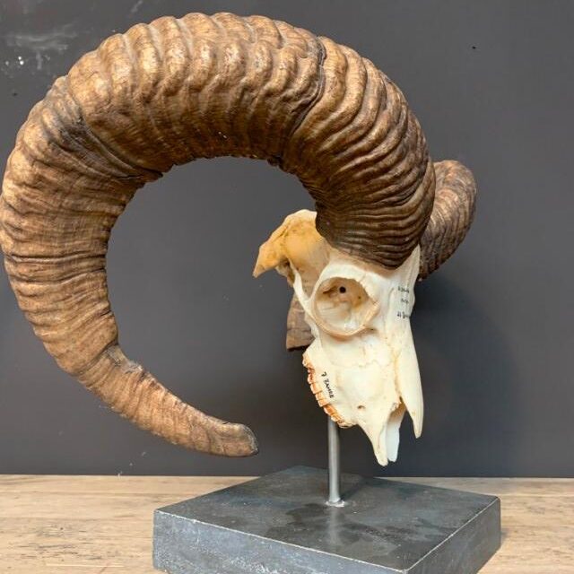 large-mouflon-skull-on-base-2054780-en-max