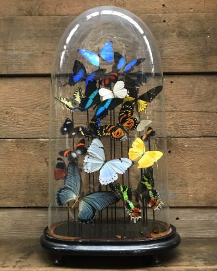 large-oval-antique-dome-richly-filled-with-beautiful-butterflies-in-many-colors-861238-en-max