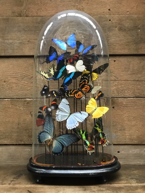Large oval antique dome richly filled with beautiful butterflies in many colors