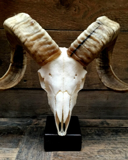 large-skull-of-a-capital-ram-on-base-377816-en-max