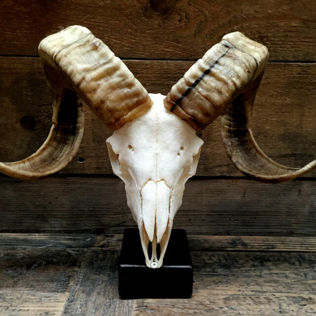 large-skull-of-a-capital-ram-on-base-377816-en-max