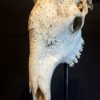 Mooie grote schedel van een oude giraffe
