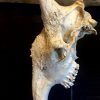 Mooie grote schedel van een oude giraffe