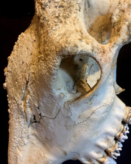 large-skull-of-an-old-male-giraffe-581613-en-max