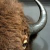 Grote opgezette kop van een bizon stier