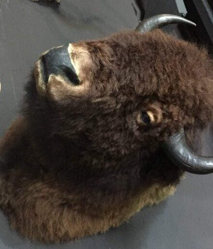 large-stuffed-head-of-a-bison-bull-537059-en-max-rotated