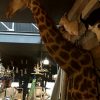 Grote opgezette kop van een giraffe. Het is een wandmontage elke zeer sierlijk geprepareerd is