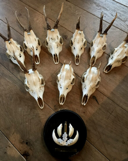 lot-very-cool-roe-deer-skulls-without-wooden-board-and-board-with-teeth-of-a-wild-boar-623970-en-max